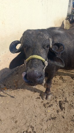 ભેસ વેચવાની છે