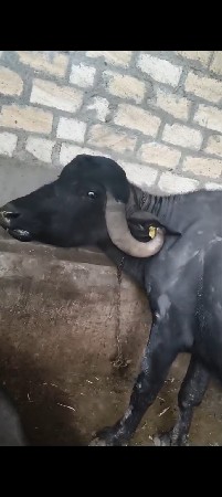 9723197610 ફોન કરો