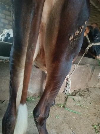 જર્સી ઓડકી