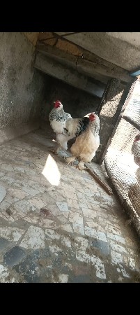 थंबनेल 2