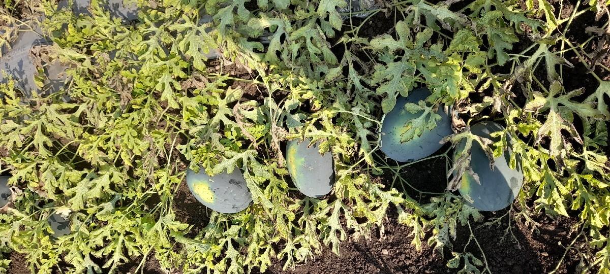 થંબનેલ 2