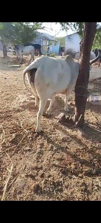 એક વઢીયારી ગાય વેચવાની છે