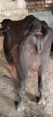 ભેંસ. વેસવાનીછૅ