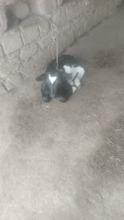 थंबनेल 5