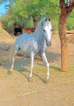 ઘોડી વેશવા ની સે