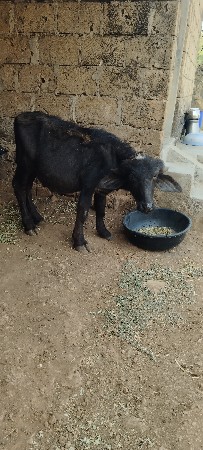 પાડો વેચવાનો છે