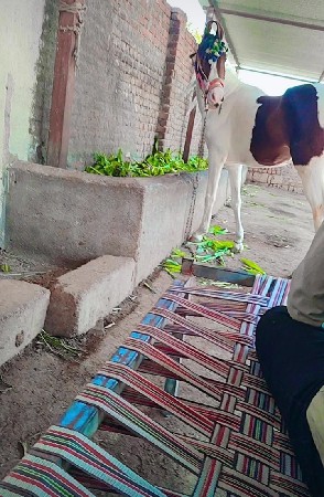 ghodi vesvani se 3 varas ni se