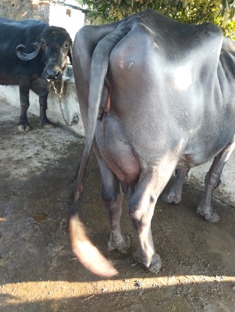 ભેંસ વેચવાની છે