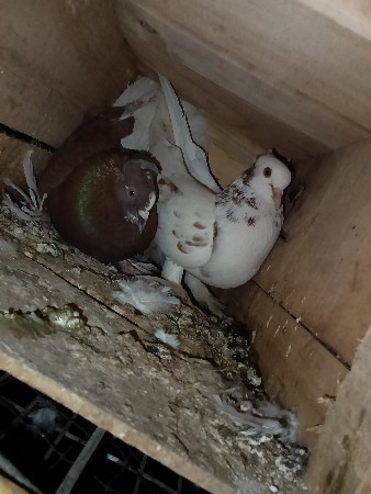 થંબનેલ 2