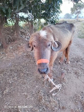 જાફરાબાદી વેચવાની છે