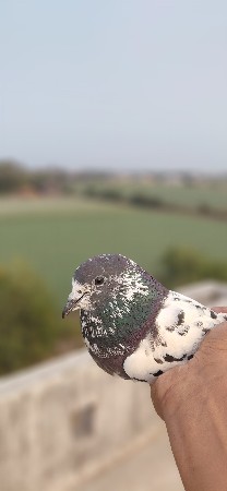 थंबनेल 2