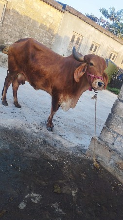 ગાય વેચવા ની છે
