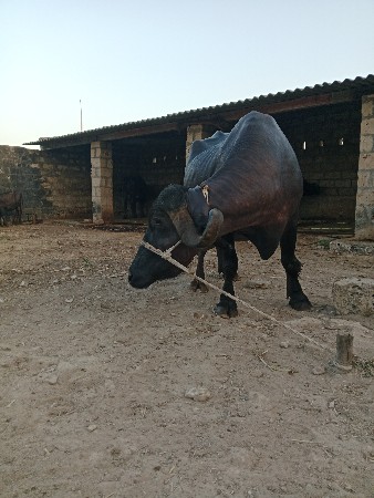 ભેંસ વેચવાની છે