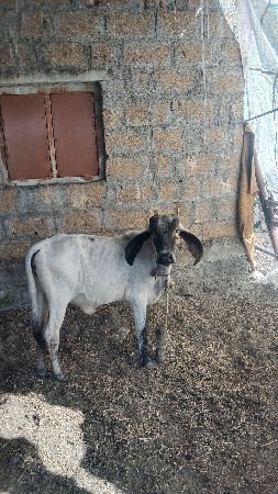 વાછડી વેચવાની છે