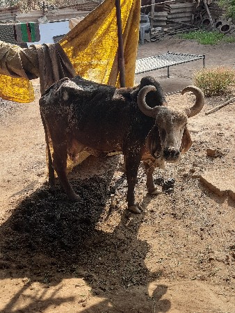 દેશી ગાય વેચવાની