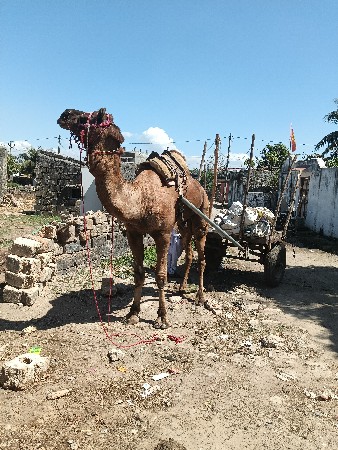 थंबनेल 3