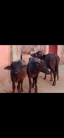 ખડેલા વેચવાના છે