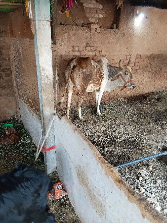 थंबनेल 3