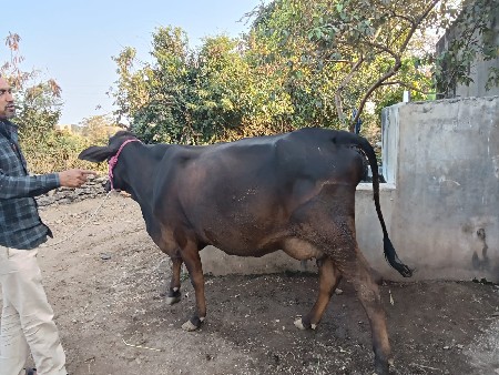 3 SF કૉર્સ ગાય વેસવાની છે