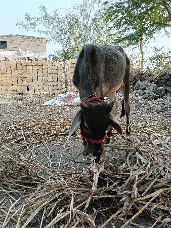 કાંકરેજ વાંસળી ના સાટા કરવા છે