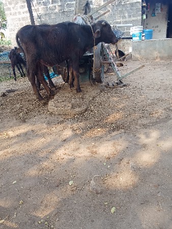 थंबनेल 3