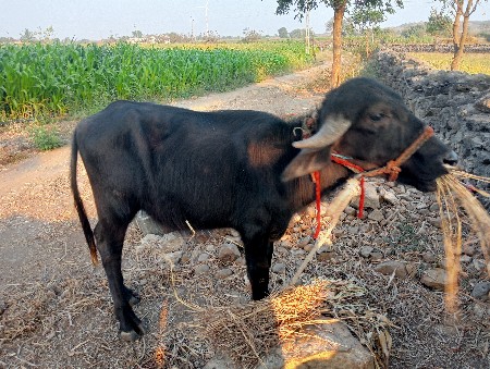 પાડા ના સાટા કરવાના સે