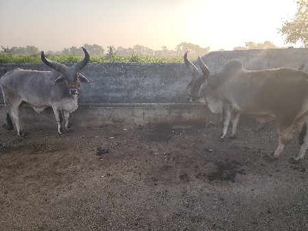 બળદ  1 વાવણી વાવલ