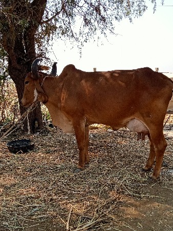 थंबनेल 2