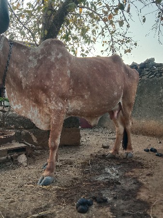 આ ગાય વેચવાની છે