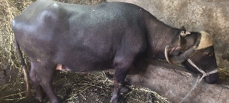 थंबनेल 3