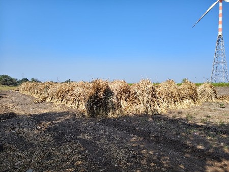 જુવાર ના પુરા વેચવાના છે