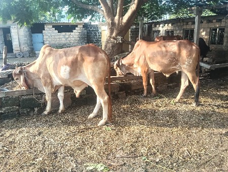 બળદ વેચવાના છે