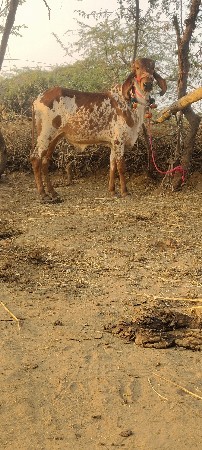 થંબનેલ 2