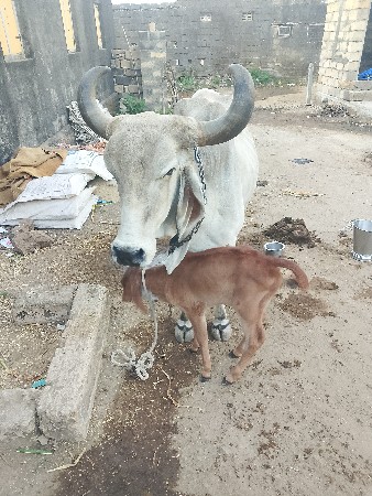 थंबनेल 2