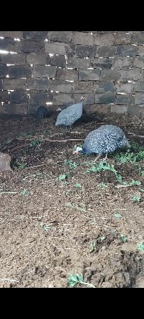 વેચવાના છે