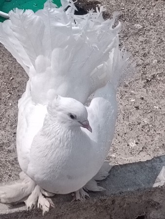 थंबनेल 3