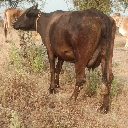 थंबनेल 2