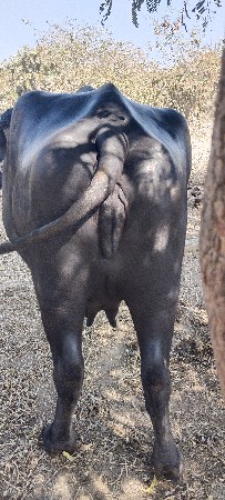 थंबनेल 2