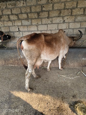 ગાય વેચવાની છે
