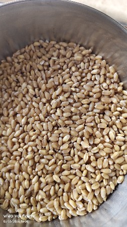 ધઉં વેચવાના છે