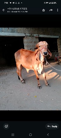 ગીર વાછડી વેચવાની છે