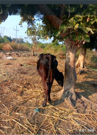 ગાય વેચવાની છે