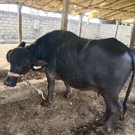 તીજું વેતર