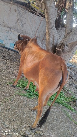 હોડકી વેચવાની પેલું વેતર ગાભણી