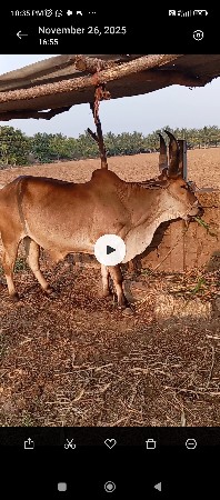 ગોધલો વેસવાનો છે બીજી ધર નો છે