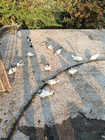 કબુતર વેચવાના છે