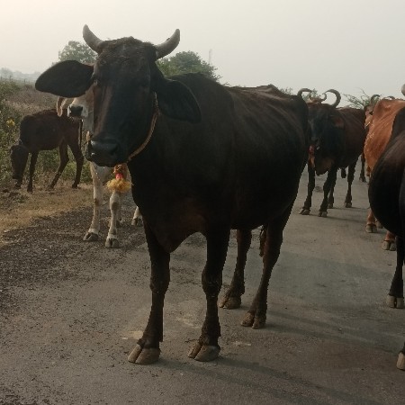 थंबनेल 2