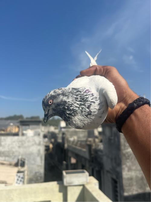 थंबनेल 3