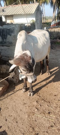 थंबनेल 3