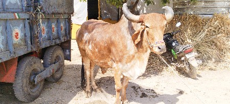 બળદ વેસવા નો છે 1